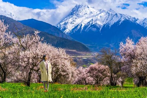 西藏林芝桃花节的温度是多少?林芝桃花三月底大概温度多少-图3 西藏林芝桃花节的温度是多少?林芝桃花三月底大概温度多少-图3