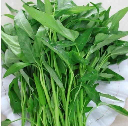 空心菜多少温度长得快?空心菜要多少湿度-图3 空心菜多少温度长得快?空心菜要多少湿度-图3