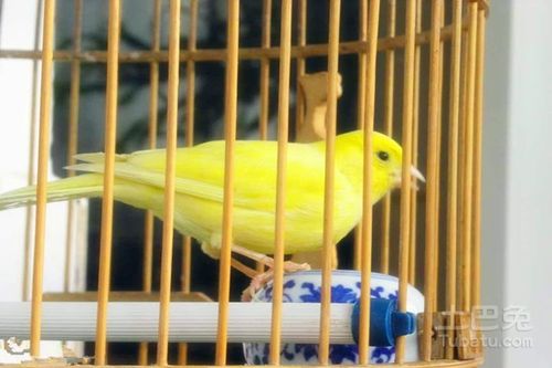 芙蓉鸟怎样过冬什么温度最好?芙蓉镇全年最低温度多少度-图2 芙蓉鸟怎样过冬什么温度最好?芙蓉镇全年最低温度多少度-图2