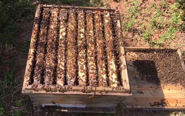 饲养蜜蜂冬季气温高于一20°C以上地区室外?10月5湿度多少-图2 饲养蜜蜂冬季气温高于一20°C以上地区室外?10月5湿度多少-图2