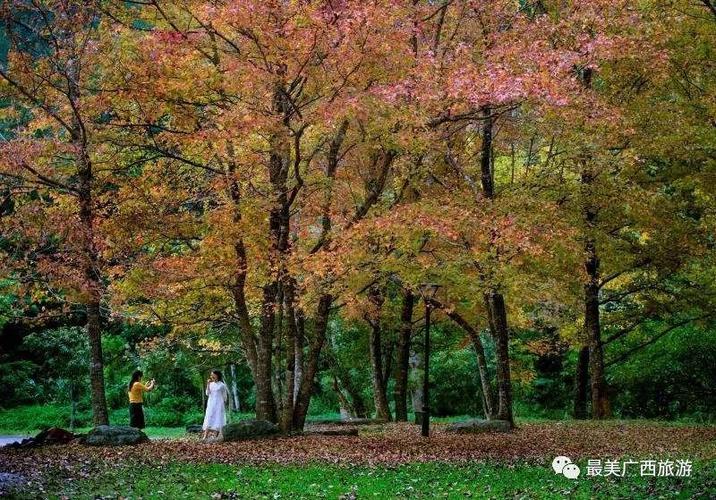 十万大山枫叶什么时候红?上思1月份气温多少-图1 十万大山枫叶什么时候红?上思1月份气温多少-图1