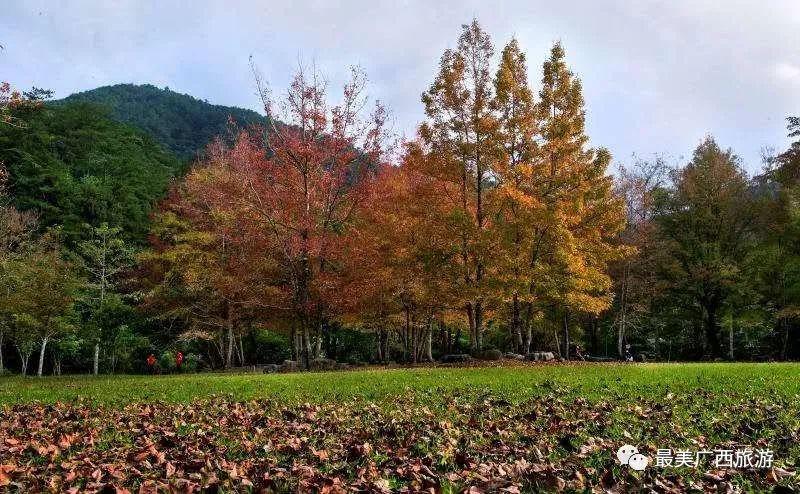 十万大山枫叶什么时候红?上思1月份气温多少-图2 十万大山枫叶什么时候红?上思1月份气温多少-图2