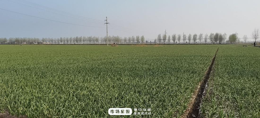 山东金乡大蒜的种植时间?金乡每年各月每日气温多少-图1 山东金乡大蒜的种植时间?金乡每年各月每日气温多少-图1