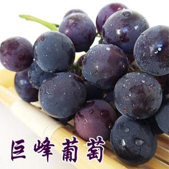 高崎水果市场巨峰葡萄一斤批发价？河北保定巨峰葡萄多少钱-图3