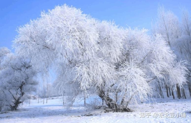 东北的11月份下的雪能化不?吉林11月中旬气温多少度-图3 东北的11月份下的雪能化不?吉林11月中旬气温多少度-图3
