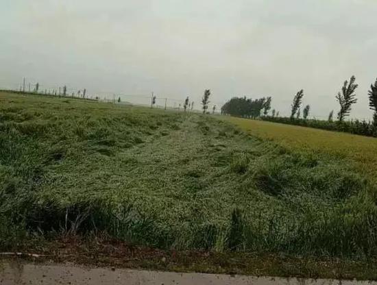 信阳小麦受暴雨影响吗?信阳市昨天的降雨是多少-图2 信阳小麦受暴雨影响吗?信阳市昨天的降雨是多少-图2