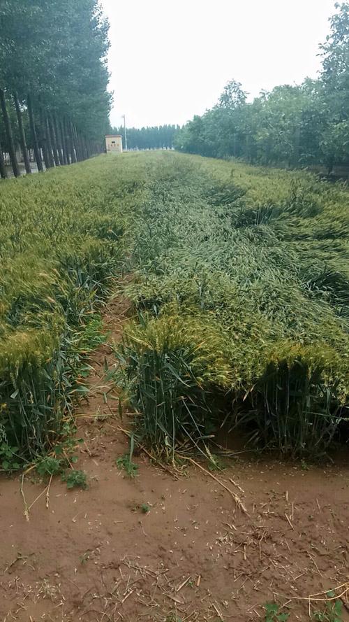 信阳小麦受暴雨影响吗?信阳市昨天的降雨是多少-图1 信阳小麦受暴雨影响吗?信阳市昨天的降雨是多少-图1