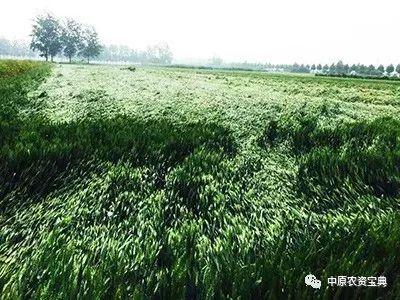 信阳小麦受暴雨影响吗?信阳市昨天的降雨是多少-图3 信阳小麦受暴雨影响吗?信阳市昨天的降雨是多少-图3