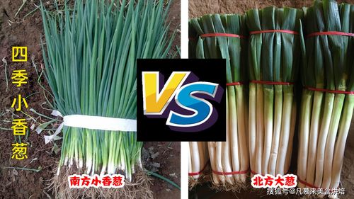 东北九月末十月葱产的什么葱?东北九月末多少度-图2 东北九月末十月葱产的什么葱?东北九月末多少度-图2