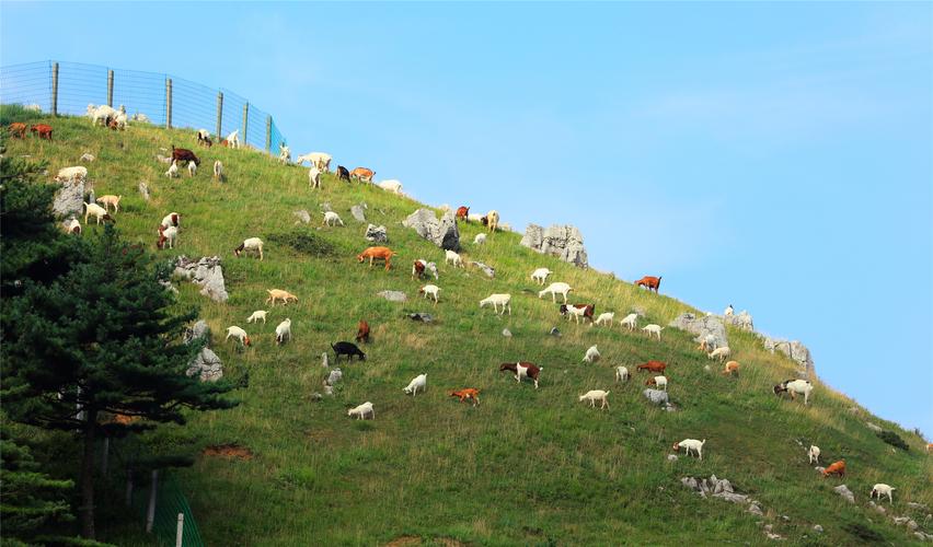 宜昌百里荒好玩吗?百里荒景区怎么样?宜昌烤全羊多少钱一只烤羊-图1 宜昌百里荒好玩吗?百里荒景区怎么样?宜昌烤全羊多少钱一只烤羊-图1