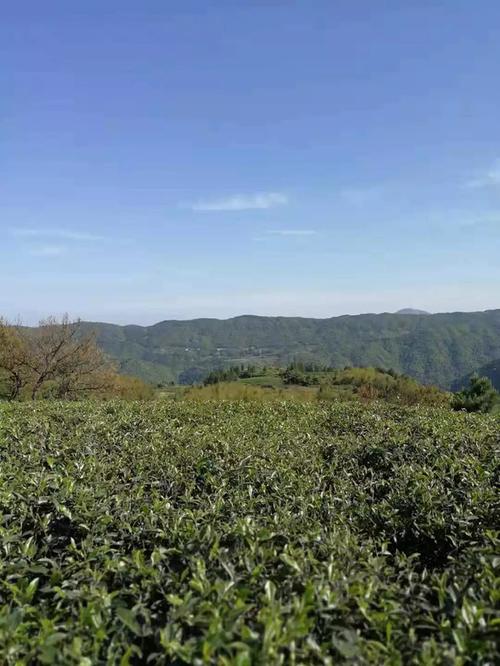 白茶到底是哪里的?太谷区小白乡海拔多少-图2 白茶到底是哪里的?太谷区小白乡海拔多少-图2