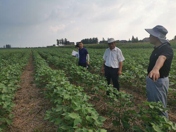 淮安种植什么农作物?棉花镇到淮阴有多少公里-图1 淮安种植什么农作物?棉花镇到淮阴有多少公里-图1