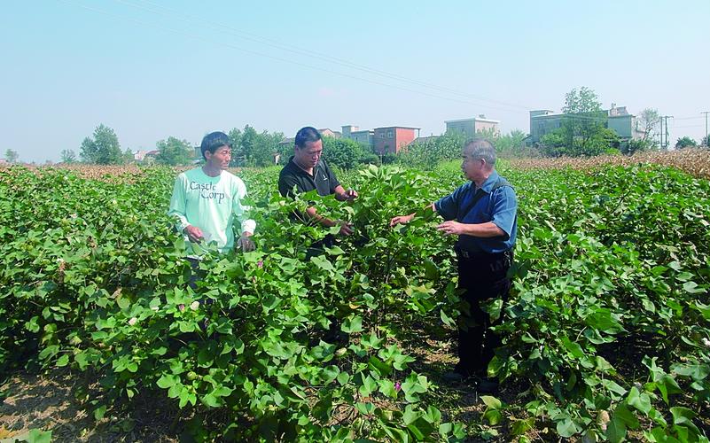 淮安种植什么农作物?棉花镇到淮阴有多少公里-图3 淮安种植什么农作物?棉花镇到淮阴有多少公里-图3