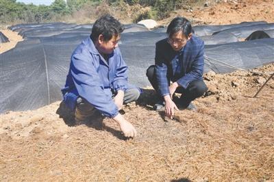 曲靖市当归种植负责人是谁?从龙海乡到曲靖有多少里程-图3 曲靖市当归种植负责人是谁?从龙海乡到曲靖有多少里程-图3