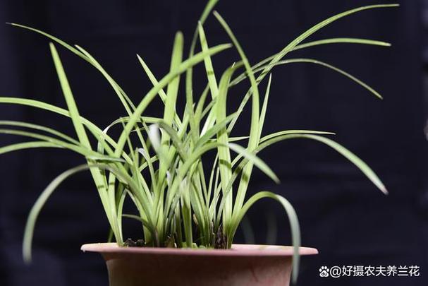 江苏兰花耐寒多少度?五月份江苏的气温一般是多少-图2 江苏兰花耐寒多少度?五月份江苏的气温一般是多少-图2