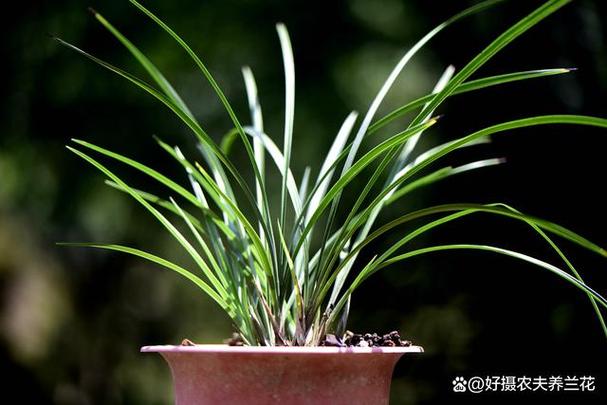 江苏兰花耐寒多少度?五月份江苏的气温一般是多少-图3 江苏兰花耐寒多少度?五月份江苏的气温一般是多少-图3