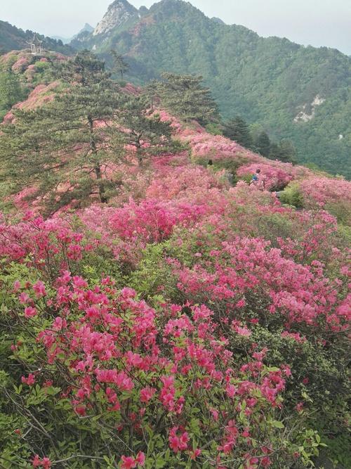 麻城属于那个省?麻城市龟山镇人社电话是多少-图1 麻城属于那个省?麻城市龟山镇人社电话是多少-图1