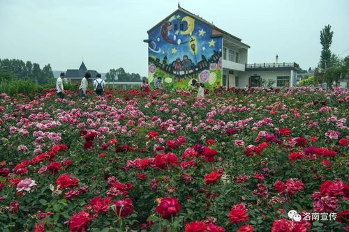 南安市有什么景点不能错过?泉州玫瑰小镇门票多少钱-图3 南安市有什么景点不能错过?泉州玫瑰小镇门票多少钱-图3
