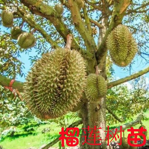 榴莲树苗的种植方法?榴莲树多少温度会冻死-图3 榴莲树苗的种植方法?榴莲树多少温度会冻死-图3