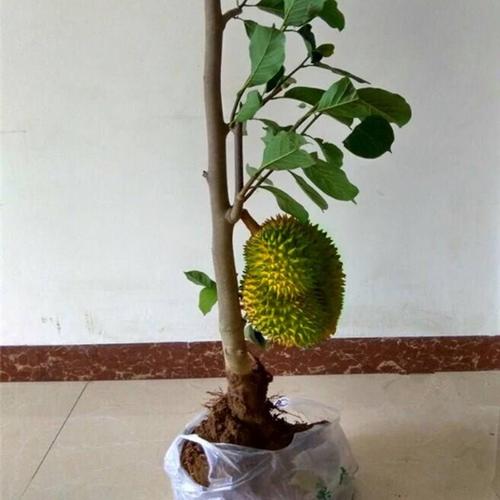 榴莲树苗的种植方法?榴莲树多少温度会冻死-图1 榴莲树苗的种植方法?榴莲树多少温度会冻死-图1