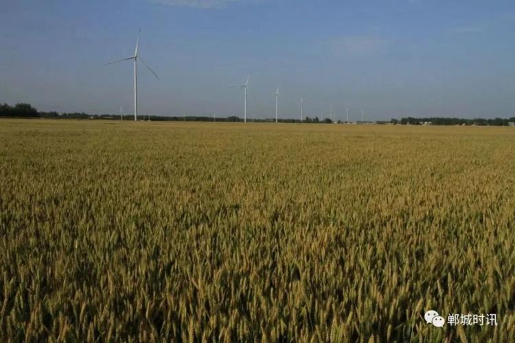 周口郸城种什么样麦种合适?郸城冬天最冷多少度-图2 周口郸城种什么样麦种合适?郸城冬天最冷多少度-图2