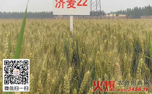 周口郸城种什么样麦种合适?郸城冬天最冷多少度-图3 周口郸城种什么样麦种合适?郸城冬天最冷多少度-图3
