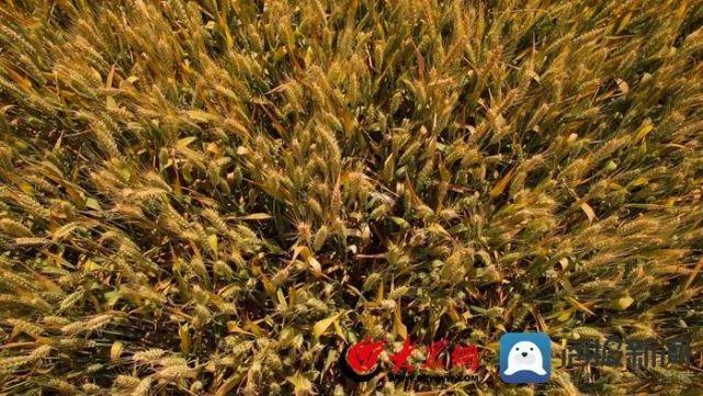 小麦麦芒发白什么原因?河南省长垣县历史最低温度是多少-图2 小麦麦芒发白什么原因?河南省长垣县历史最低温度是多少-图2