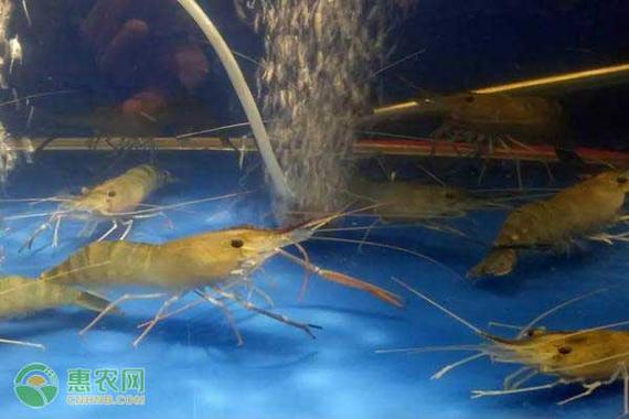 十大淡水虾排名?淡水今天多少度温度-图1 十大淡水虾排名?淡水今天多少度温度-图1
