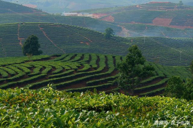 勐海县十大茶厂排名?景洪大渡岗现在气温多少度-图2 勐海县十大茶厂排名?景洪大渡岗现在气温多少度-图2