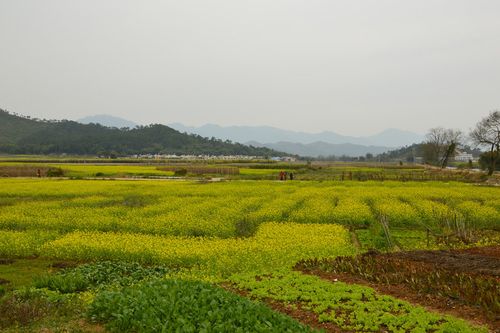 观油菜花最佳时间?韶关翁源今日气温多少度-图2 观油菜花最佳时间?韶关翁源今日气温多少度-图2
