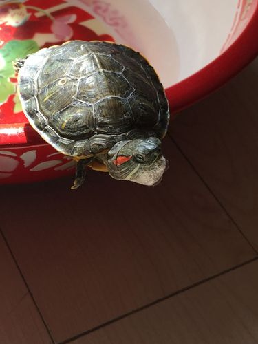 乌龟水温33度会死吗?3月初多少度-图1 乌龟水温33度会死吗?3月初多少度-图1