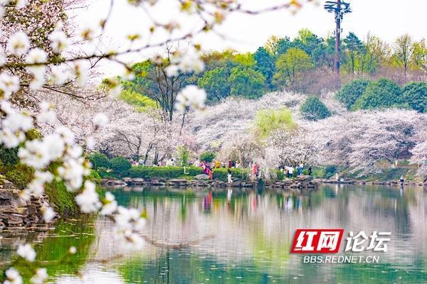 长沙春天的特色?长沙春天温度大概多少-图1 长沙春天的特色?长沙春天温度大概多少-图1