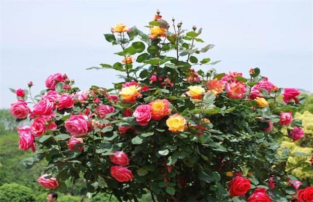 晋江月季花什么时候可以看?晋江室内温度现在多少度-图2 晋江月季花什么时候可以看?晋江室内温度现在多少度-图2