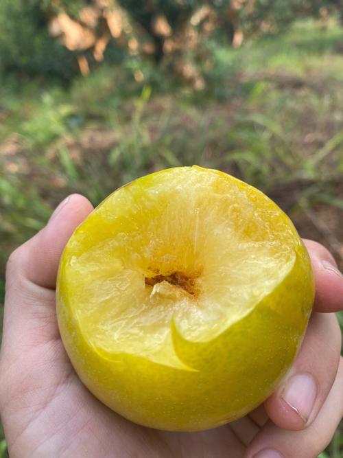 黄金奈李是哪里的特产?乐昌十二月份气温多少-图3 黄金奈李是哪里的特产?乐昌十二月份气温多少-图3