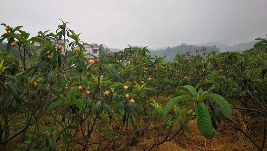 地枇杷几月份熟?资中2月份的平均气温是多少-图1 地枇杷几月份熟?资中2月份的平均气温是多少-图1