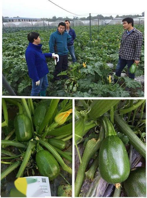 黑田2号葱亩产多少?早园二号圆葫亩产多少斤-图1 黑田2号葱亩产多少?早园二号圆葫亩产多少斤-图1