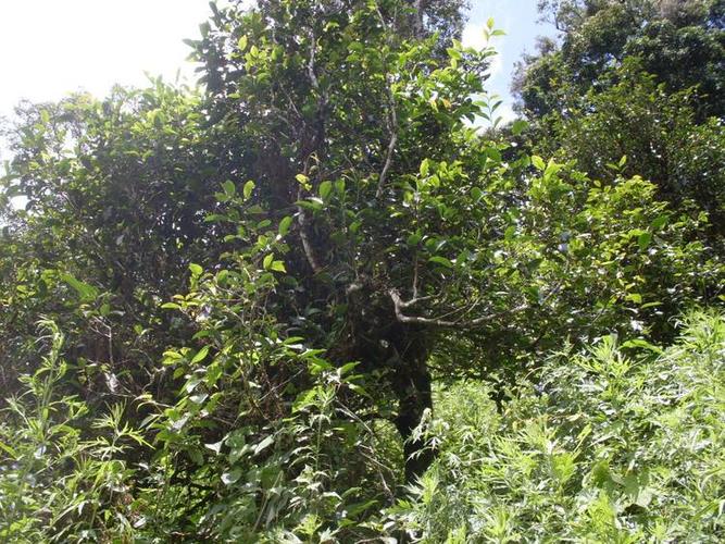 滑竹梁子是易武茶区吗?勐海县最高海拔是多少米-图3 滑竹梁子是易武茶区吗?勐海县最高海拔是多少米-图3
