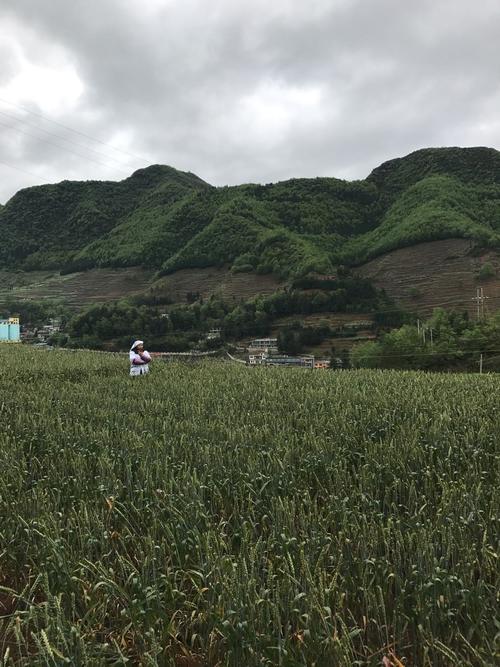 纳雍特产?毕节纳雍到水东多少公里-图3 纳雍特产?毕节纳雍到水东多少公里-图3