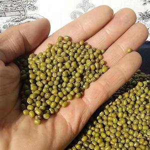 绿豆品种排名?洮南最低温度是多少-图2 绿豆品种排名?洮南最低温度是多少-图2