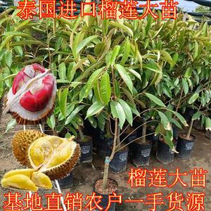 新品种猫山王在安庆种彷不行?安庆十月的适宜湿度多少-图2 新品种猫山王在安庆种彷不行?安庆十月的适宜湿度多少-图2