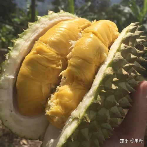 新品种猫山王在安庆种彷不行?安庆十月的适宜湿度多少-图3 新品种猫山王在安庆种彷不行?安庆十月的适宜湿度多少-图3