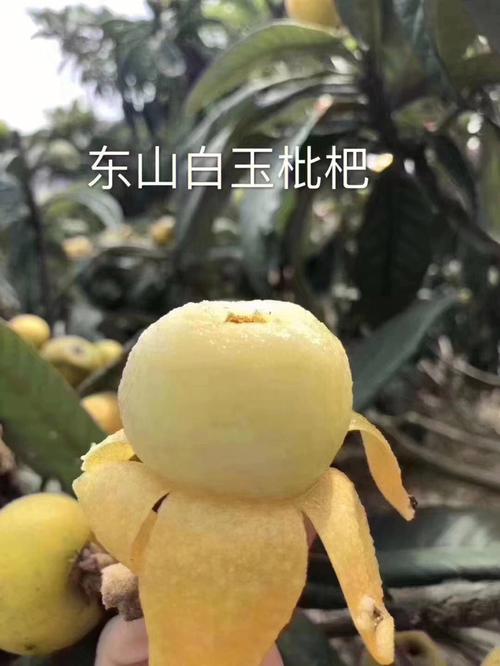 白玉枇杷几月成熟?白玉多少一个月-图2 白玉枇杷几月成熟?白玉多少一个月-图2