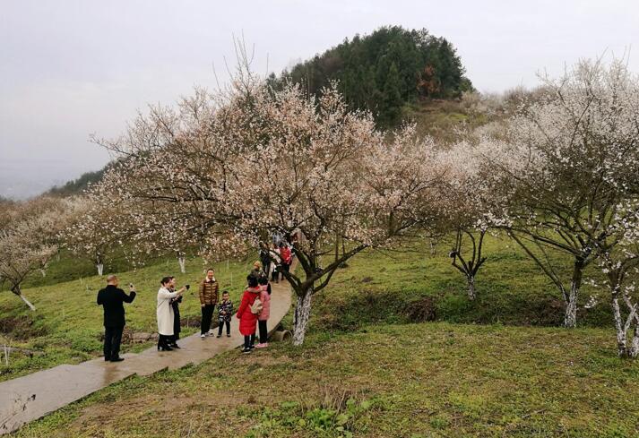 乌梅没有原生桩吗?达州到平滩多少公里-图1 乌梅没有原生桩吗?达州到平滩多少公里-图1