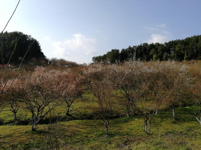 乌梅没有原生桩吗?达州到平滩多少公里-图3 乌梅没有原生桩吗?达州到平滩多少公里-图3