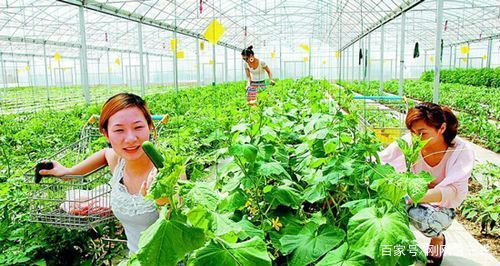 黄岛区白萝卜几月份播种最适合?黄岛1月份气温多少度-图1 黄岛区白萝卜几月份播种最适合?黄岛1月份气温多少度-图1