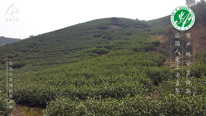 开元白茶产地在哪里?清远石角昨晚风力多少-图1 开元白茶产地在哪里?清远石角昨晚风力多少-图1
