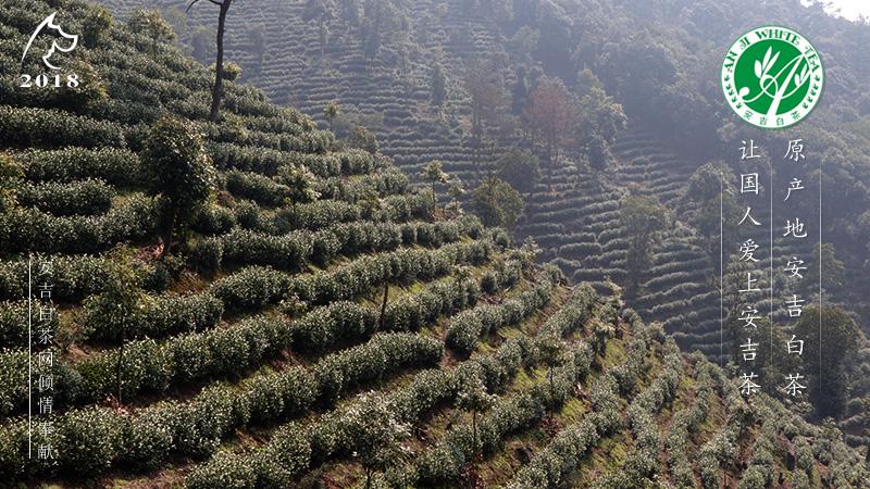 开元白茶产地在哪里?清远石角昨晚风力多少-图3 开元白茶产地在哪里?清远石角昨晚风力多少-图3