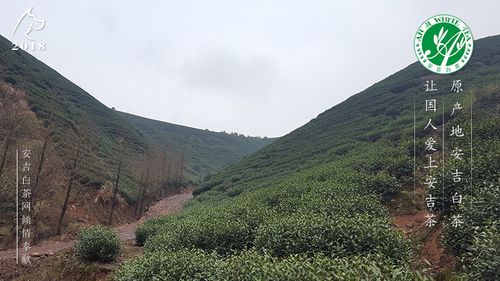 开元白茶产地在哪里?清远石角昨晚风力多少-图2 开元白茶产地在哪里?清远石角昨晚风力多少-图2
