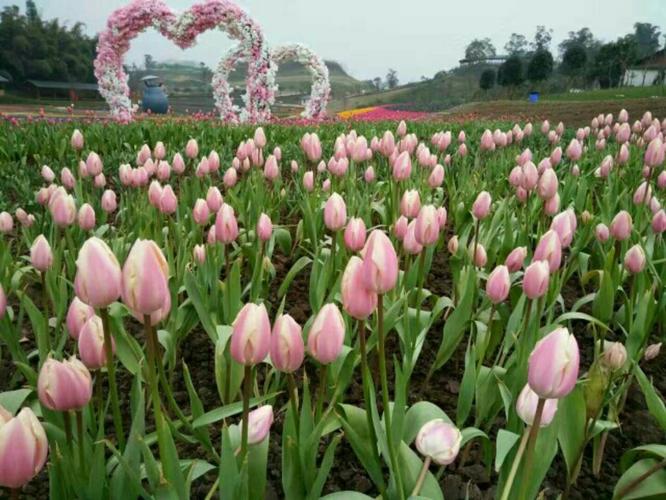 四川三月份看花的地方?自贡三月份的气温大约是多少-图1 四川三月份看花的地方?自贡三月份的气温大约是多少-图1