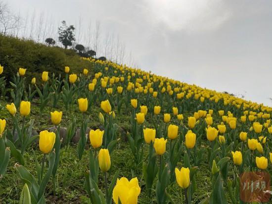 四川三月份看花的地方?自贡三月份的气温大约是多少-图2 四川三月份看花的地方?自贡三月份的气温大约是多少-图2